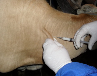 Інактивованими вакцинами можна імунізувати і тільних корів, і биків-плідників